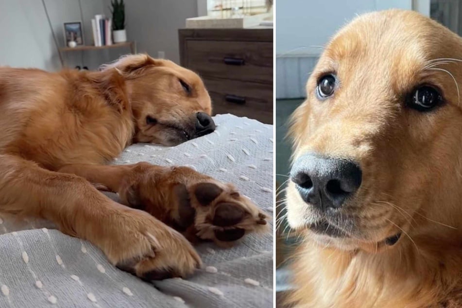 Dog owner gets pooch fancy new bed – but his unexpected reaction gets TikTok giggling!