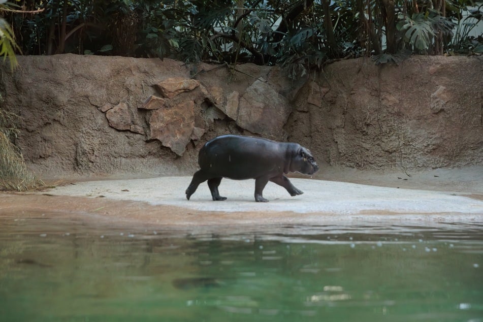Das Mini-Hippo-Mädchen ist vor wenigen Tagen ein Jahr alt geworden.