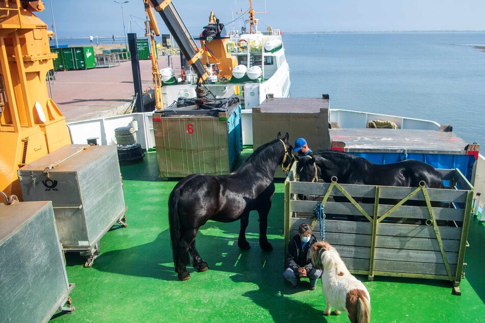 Die Pferde wurden per Schiff auf die Insel Baltrum transportiert.