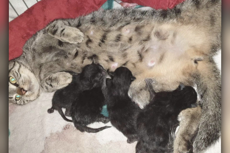 Die junge Katzendame brachte vier Babys zur Welt.