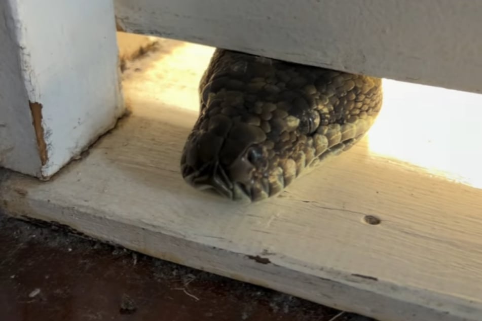 Der Python schien nach dem Rechten sehen zu wollen.
