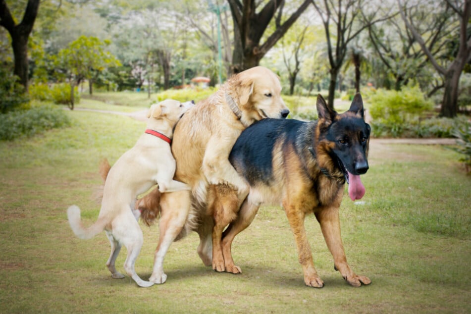 Wenn Hunde fremde Tiere oder übermäßig oft rammeln, dann sollten Hundehalter eingreifen.