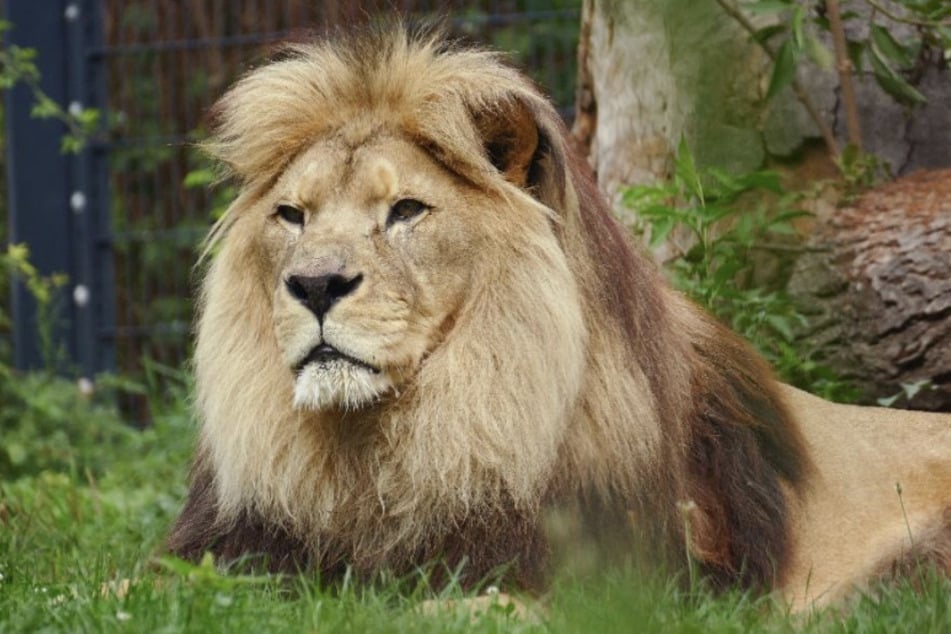 Mit 20 Jahren wurde Chalid im Zoo Heidelberg eingeschläfert.