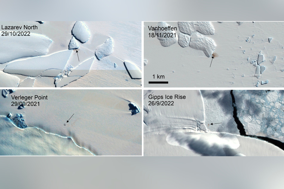 Diese Kombination von Satellitenbildern, die vom Copernicus-Programm der EU über den British Antarctic Survey im Januar 2024 bereitgestellt wurden, zeigt vier neue Kaiserpinguin-Kolonien in der Antarktis.