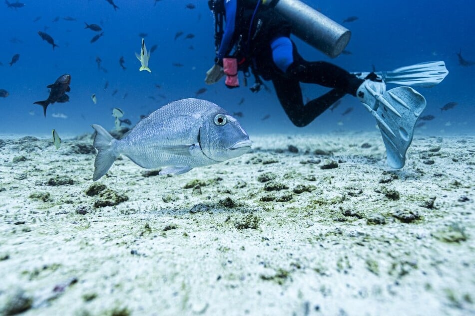 A diver among fish at the North Seymour Island site in the Galapagos archipelago, Ecuador.