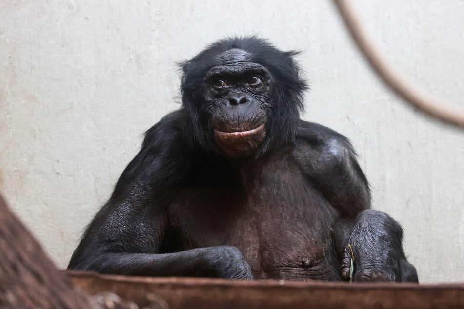 Für seine Art galt der Menschenaffe als Rekordhalter - nun musste sich der Zoo Wuppertal von Bonobo Mato verabschieden.