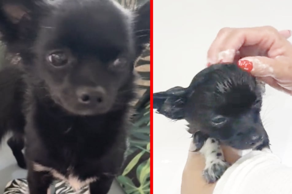 Junger Chihuahua soll gebadet werden: Was der kleine Hund dann tut, sieht urkomisch aus