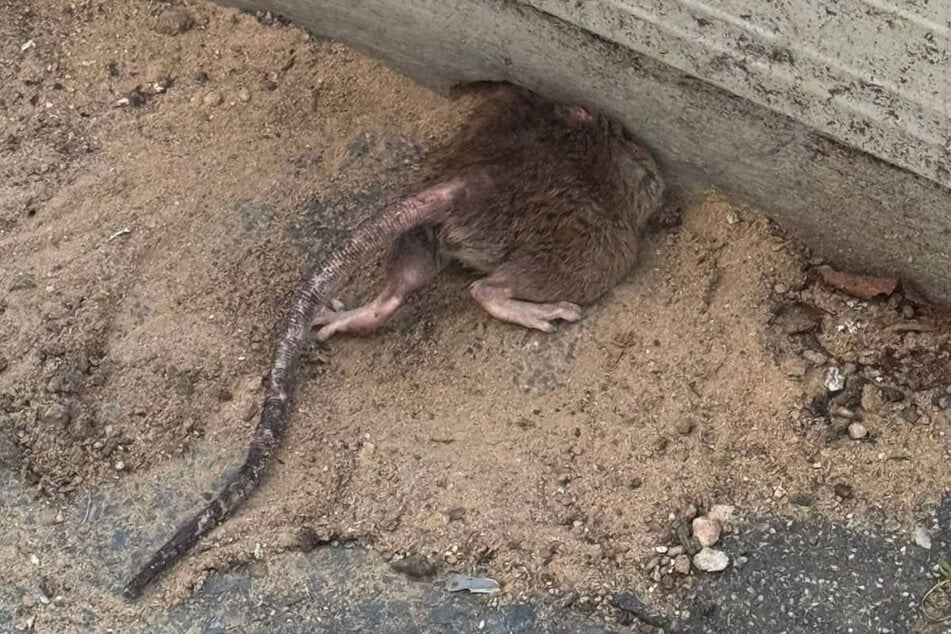 Da war das Hinterteil der Ratte offenbar ein wenig zu dick für das Loch.