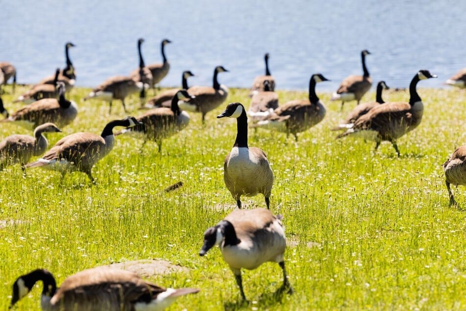 Kanada-, Nil- und Graugänse sorgen auf dem Gelände der Landesgartenschau in Neuss für Ärger. (Symbolfoto)