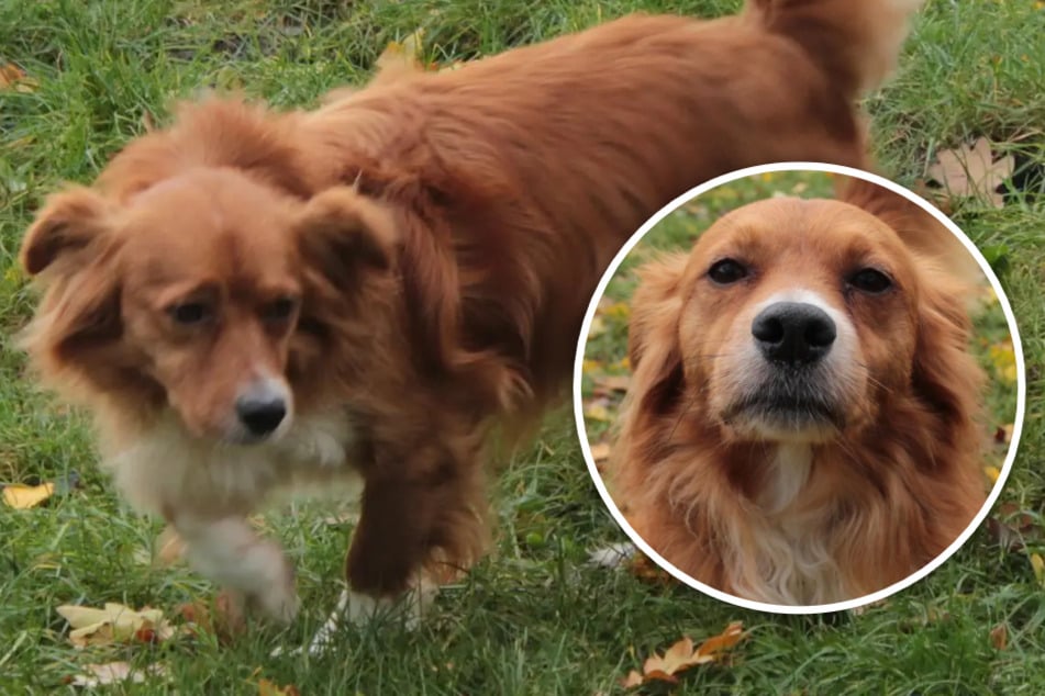 Er sieht süß aus, gilt aber als gefährlich: Wer gibt Randy eine Chance?