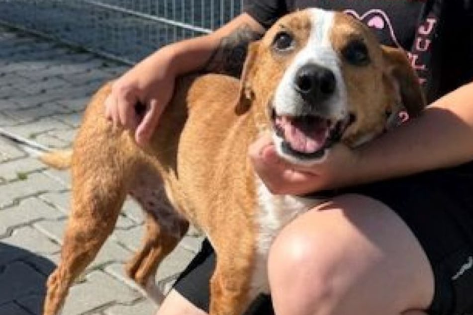 Lui ist ein toller Familienhund, der dem Tierheim so schnell wie möglich den Rücken kehren will.