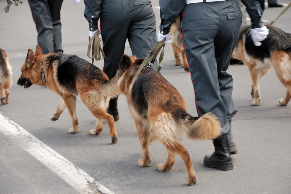 Mehrere Rettungs- und Fährtenhunde unterstützten die Suche. (Symbolbild)