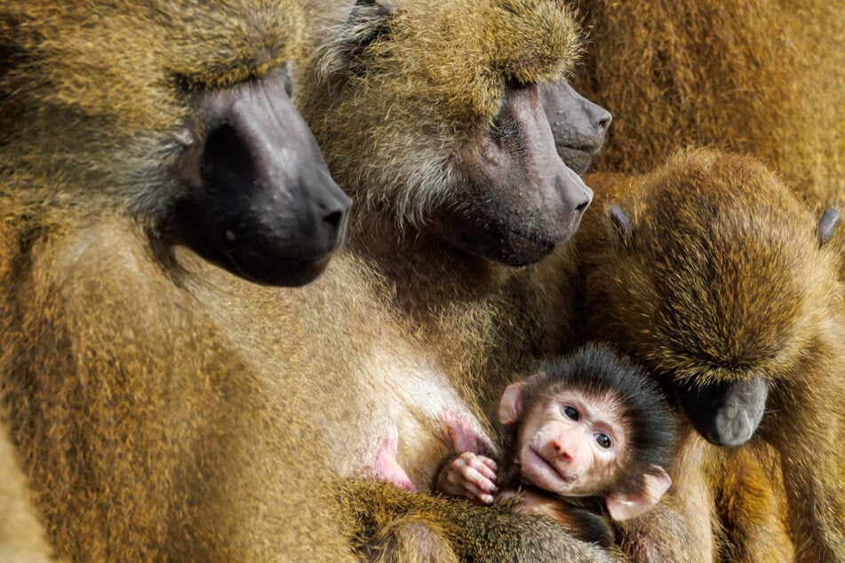 Meurtre d'un singe sain dans un zoo : les défenseurs des animaux font appel au conseil municipal