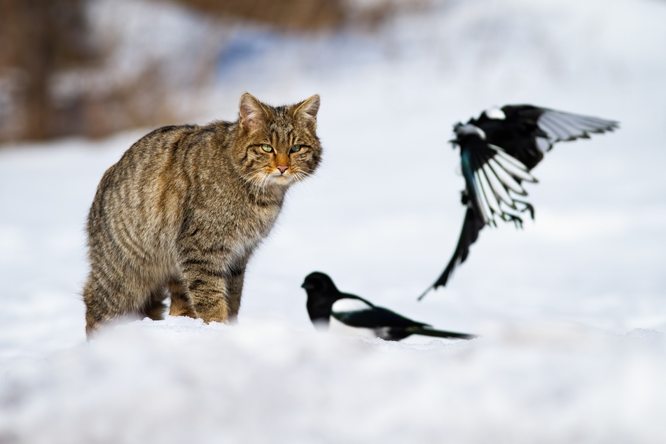 Katzenhaltern wird davon abgeraten Vögel im Winter zu füttern.