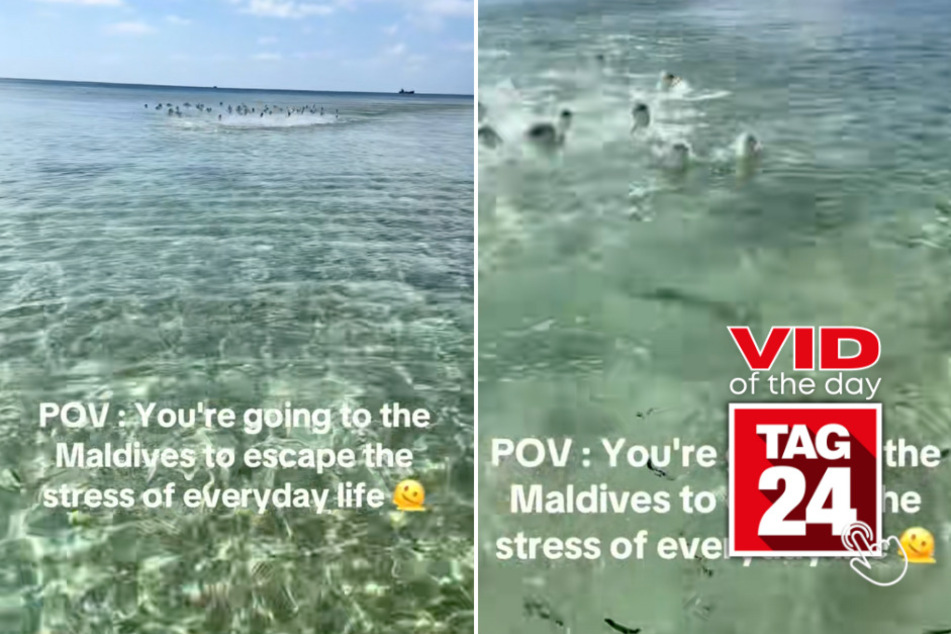 viral videos: Viral Video of the Day for January 16, 2026: Woman gets "attacked" by school of fish in Maldives