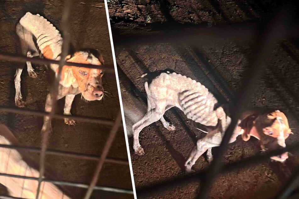 Dogs found emaciated to the bone after being left behind by brazen owners