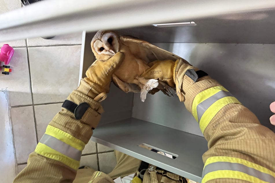 Die Feuerwehr hat eine Schleiereule aus einem Schornsteinrohr gerettet.