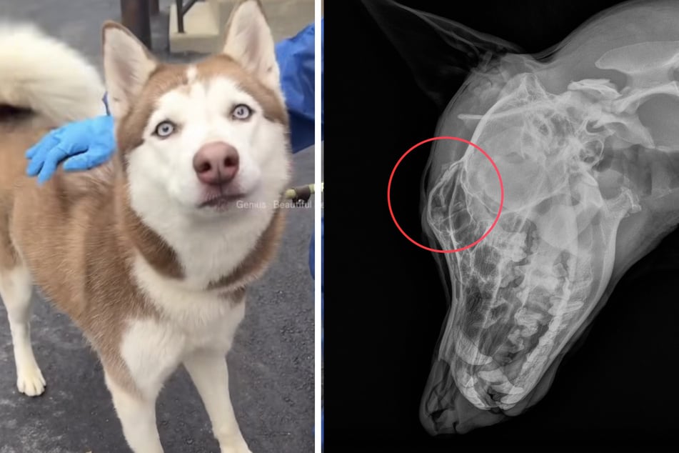 Auf einem Video konnten die Tierschützer dann sehen, wie jemand das Tier brutal schlug. Die Folge: Justice' Schädel erlitt einen Bruch.