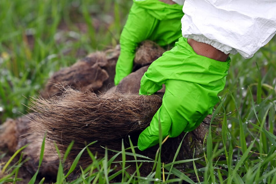 Eine Veterinärmedizinerin untersucht den Fund eines Wildschweinkadavers. Die Gefahr, die Afrikanische Schweinepest in NRW einzuschleppen, bleibt weiterhin hoch.