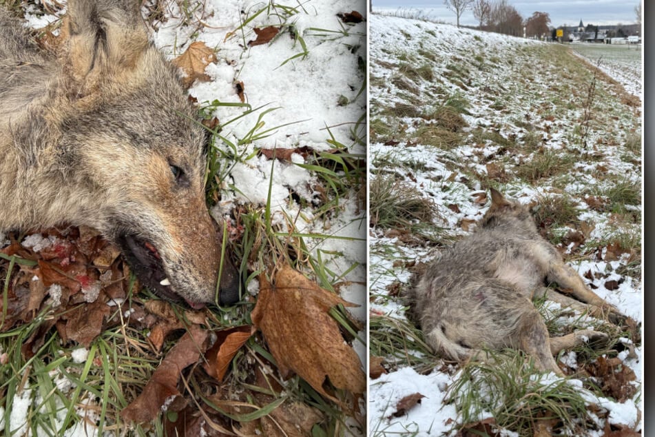 Jungtier in Sachsen totgefahren! Wollte eine Wölfin ein Rudel bei Chemnitz gründen?