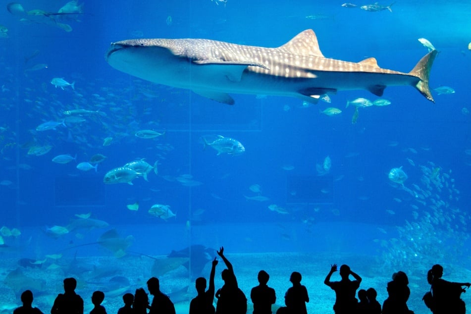 Die Größe und das Aussehen des größten Haies der Welt erinnert an einen Wal.