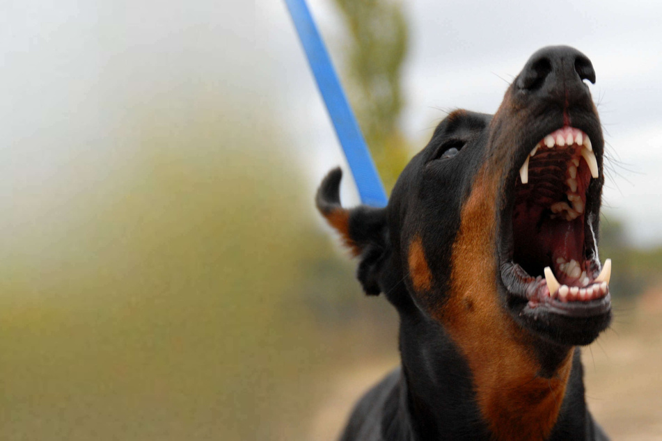 Dobermann greift Frau an und zerfetzt ihre kleinen Hunde, Besitzer kümmert es nicht