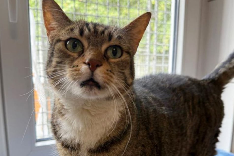 Katze Leia kam kürzlich zusammen mit Kumpel Luke aus der Vermittlung zurück.