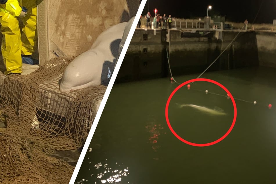 Stundenlange Rettungsaktion: Abgemagerter Wal steckt in Schleuse fest