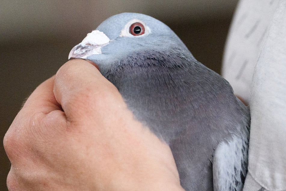 Von Tätern und Brieftauben fehlt derzeit jede Spur. (Symbolfoto)