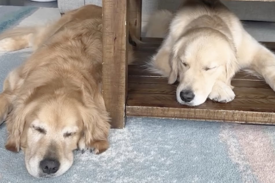 Emma und ihre Schwester Ellie verbrachten ihre ersten gemeinsamen Momente an dem Tisch.