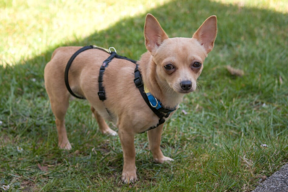 Chihuahua Madita sehnt sich nach einer neuen Familie, die sie umsorgt.