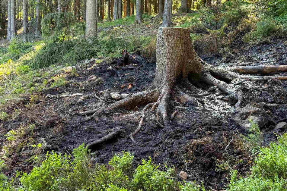 Waldbrand in der Sächsischen Schweiz: Katastrophe kann verhindert werden