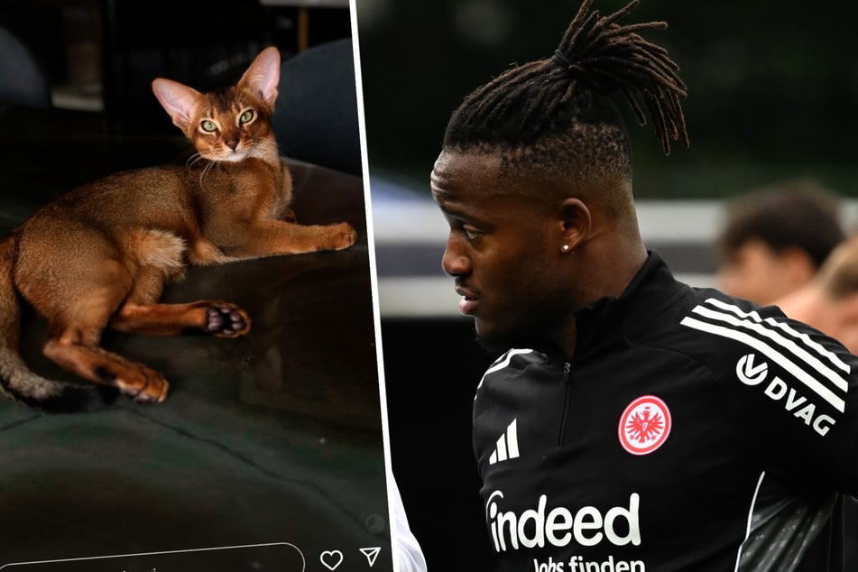 Auch ein Foto seiner Katze hat Michy Batshuayi (32) mit seiner Community geteilt.