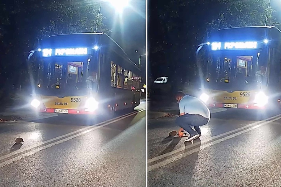 Ein Igel blieb mitten auf eine Straße in Warschau im Lichtkegel eines Busses stehen und wäre beinahe gestorben.