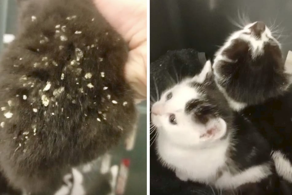 Die Kitten hatten Fliegeneier im Fell und mussten vom Tierarzt behandelt werden.