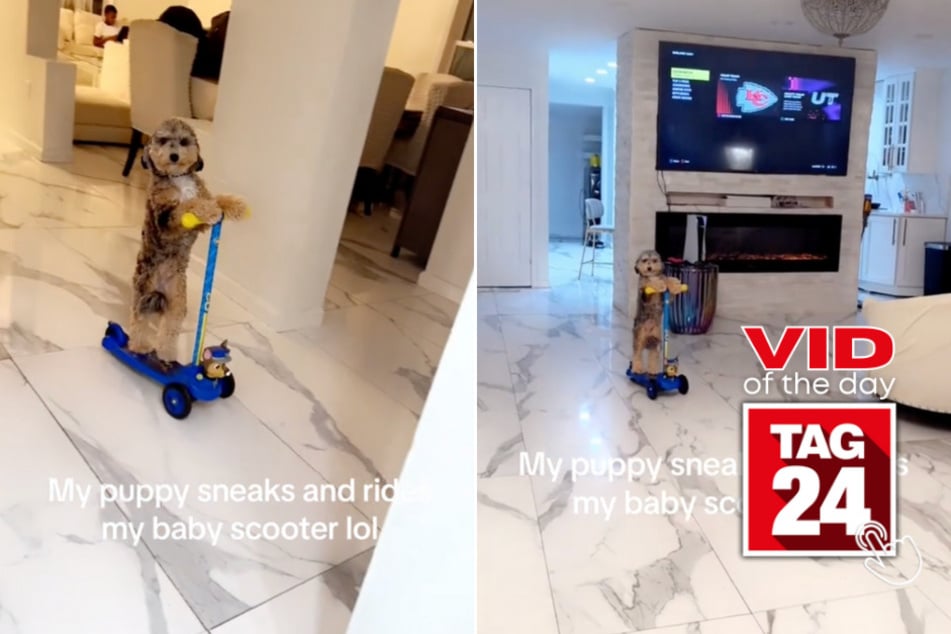 viral videos: Viral Video of the Day for January 11, 2024: Dog sneakily steals and shreds scooter on his own!