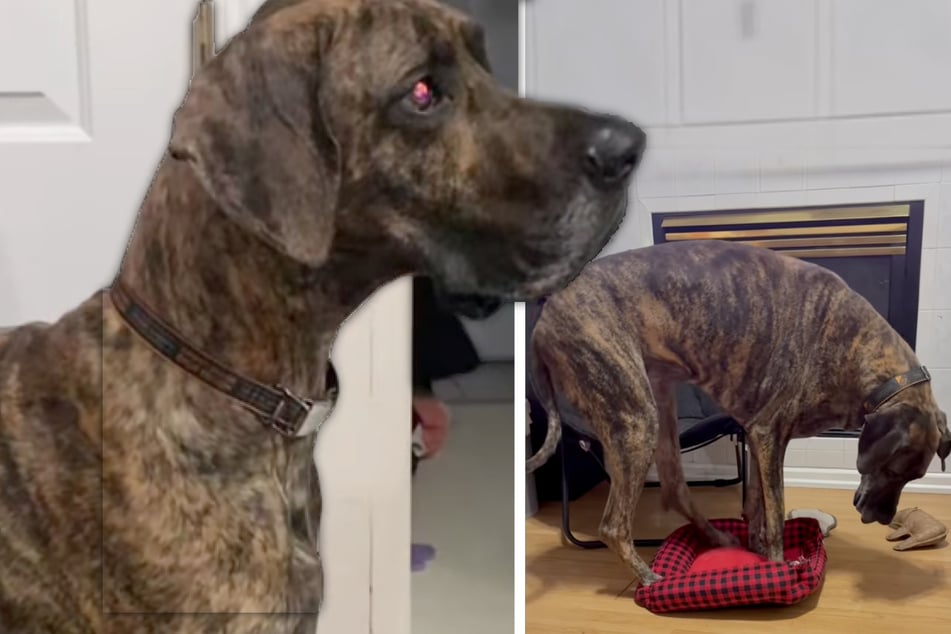 Kleiner Hund stiehlt Dogge das Hundebett: Was XXL-Vierbeiner dann versucht, sorgt für Lachtränen