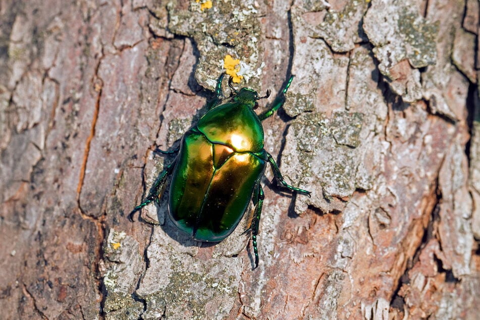 Dieser Käfer ist das Vorbild für das geheime Symbol der Nazis, das auch heute noch von Schatzsuchern verwendet wird.