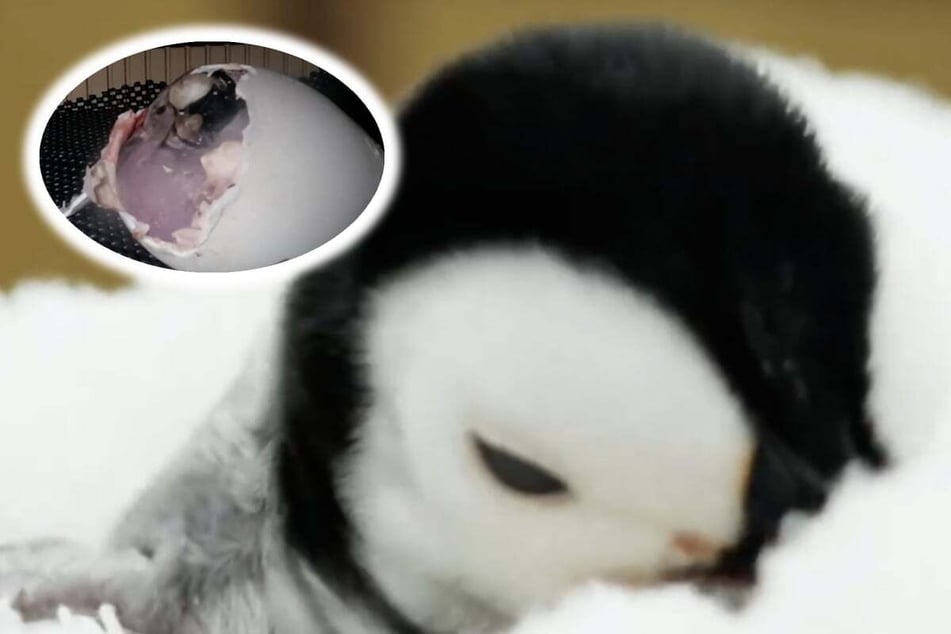 The still unnamed penguin chick is doing well after her birth.