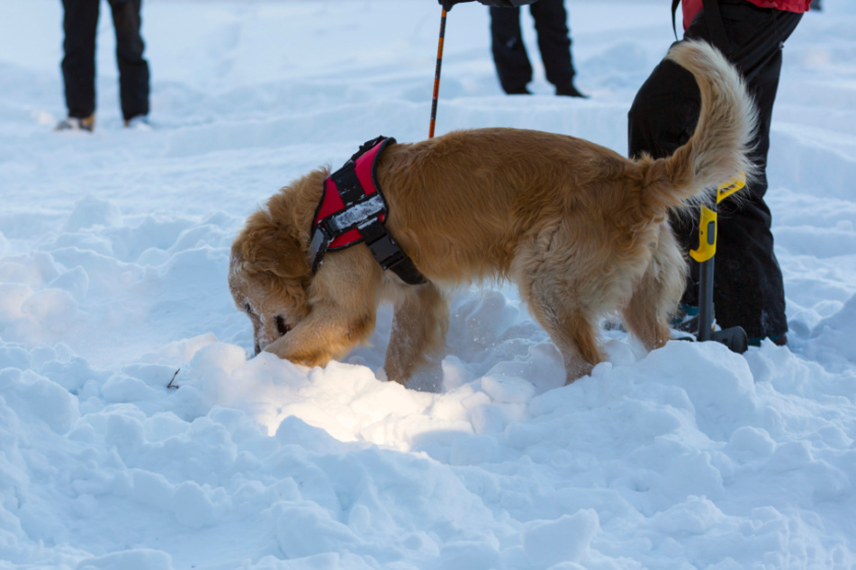 Ein Lawinenhund fand den Verschütteten, für den jede Hilfe zu spät kam. (Symbolbild)