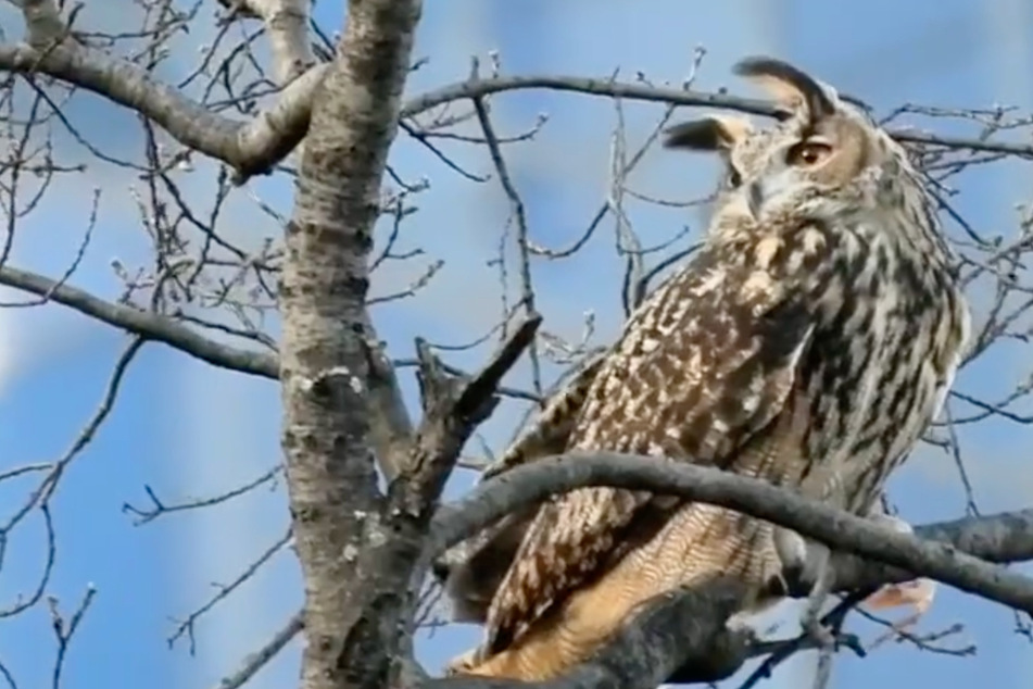 A Eurasian eagle-owl named Flaco escaped from his home at the Central Park Zoo, sending workers and bird lovers on a long rescue mission through NYC.