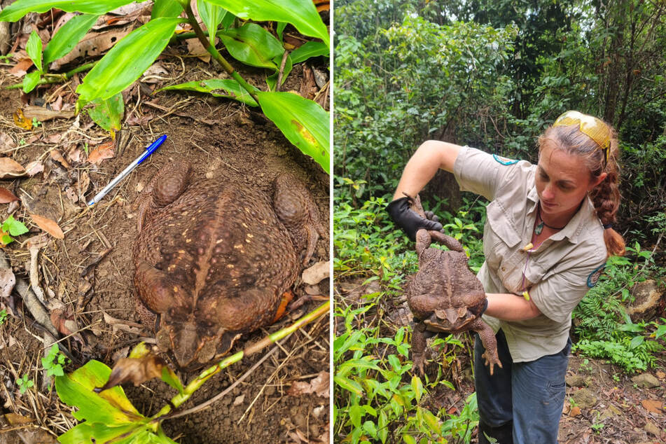 An enormous cane toad, heavier than some human newborns, has been discovered by Australian rangers.