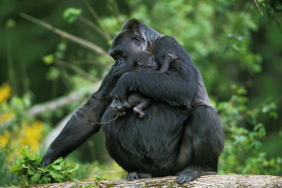 Die größten Affen der Welt haben auch ein sehr großes Sozialverhalten und leben in Familienverbänden.
