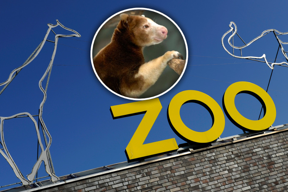Seltenes Tier im Kölner Zoo eingeschläfert: "Isa" war die Älteste ihrer Art