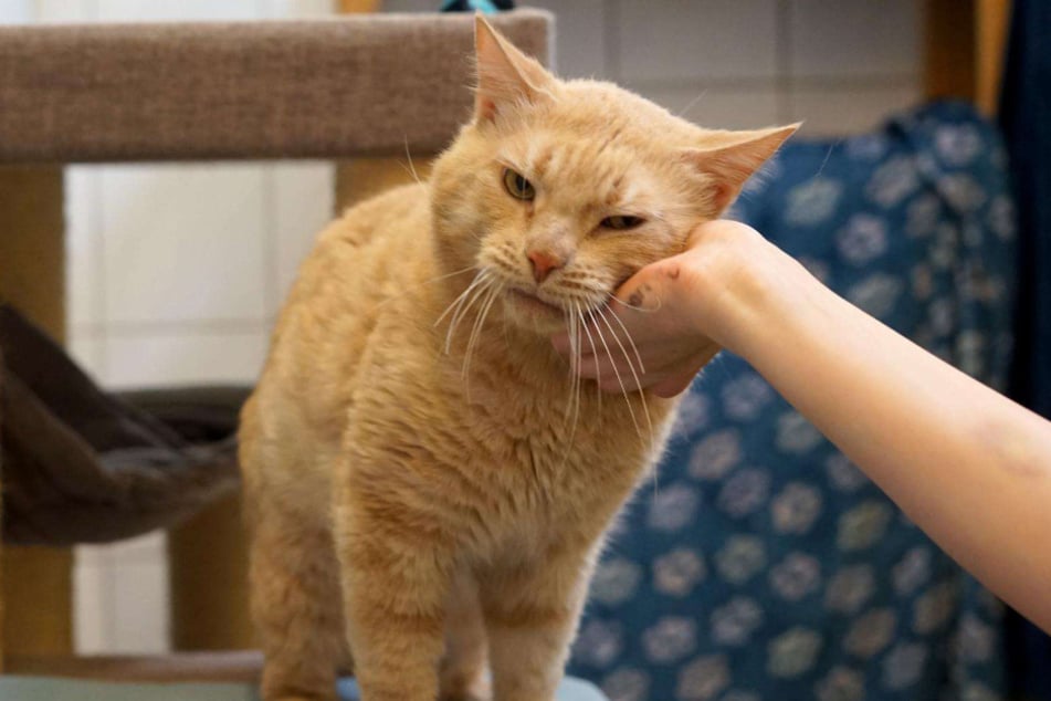 Europäisch-Kurzhaar-Kater Orlando aus dem Hamburger Tierheim ist auf der Suche nach einem richtigen Zuhause.