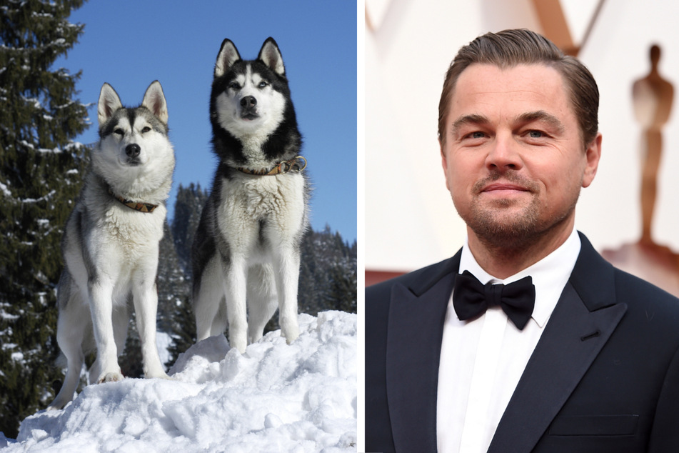 Hunde von Leonardo DiCaprio brechen in See ein: Schauspieler reagiert sofort