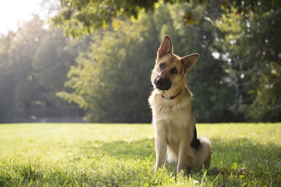 Legen Hunde wirklich nur den Kopf schief, um ein Leckerli zu ergaunern?