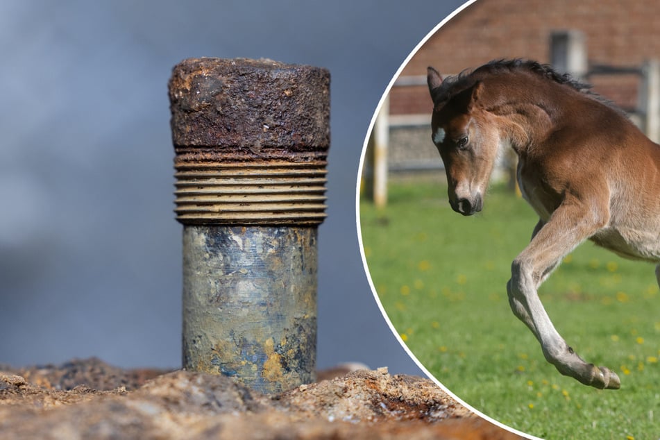 Bombenfund auf Gestüt: 33 Pferde evakuiert