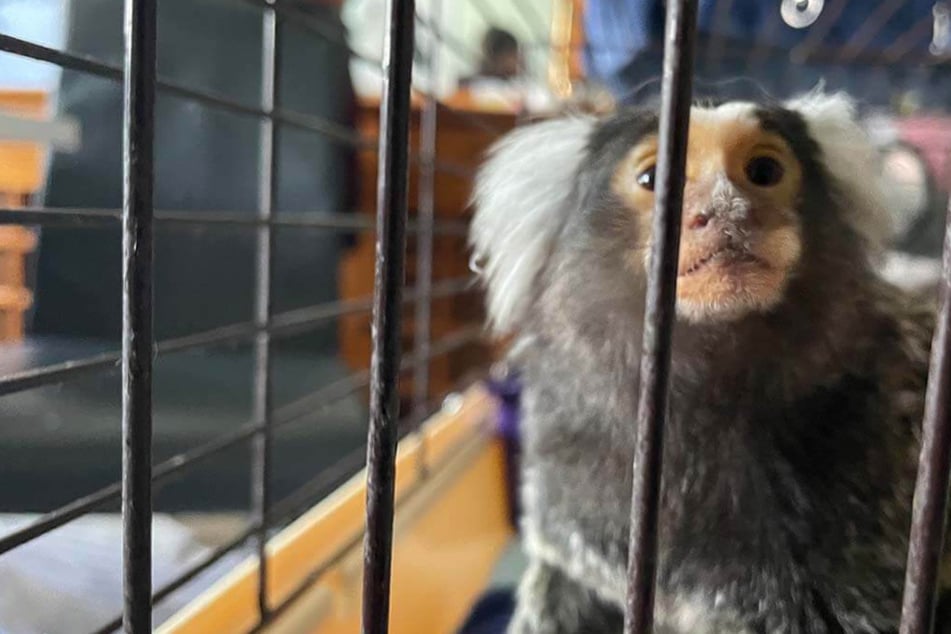 Illegaler Tierhandel: Affenmädchen sollte auf eBay Kleinanzeigen verkauft werden