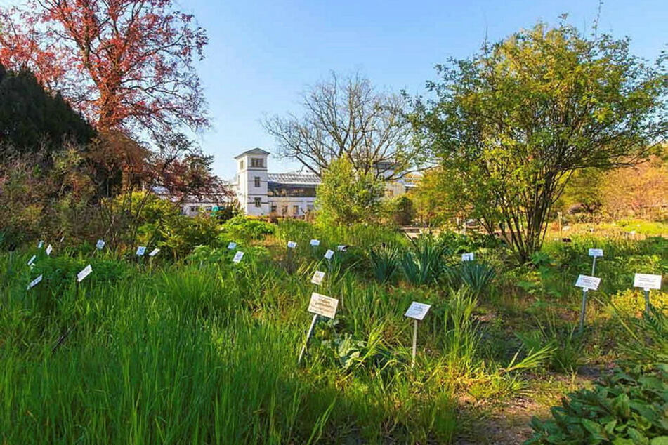 Im Botanischen Garten gibt es einiges zu sehen.